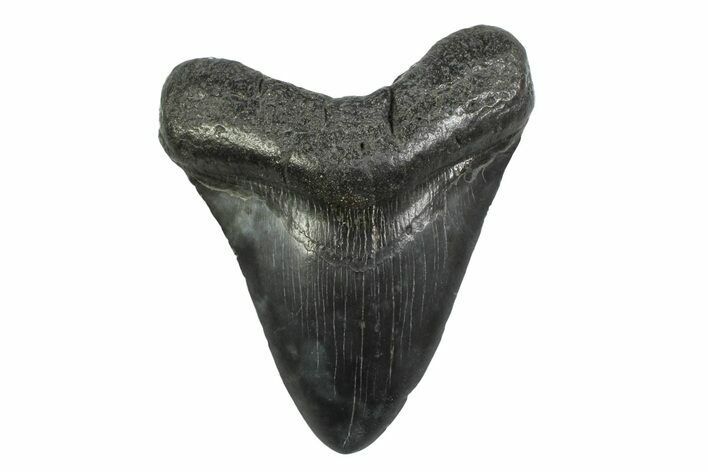 Fossil Megalodon Tooth - South Carolina #356831